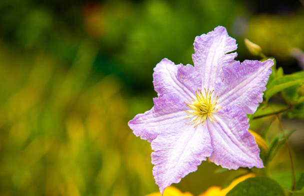 Blühende hellviolette Clematis blühen auf einem Hintergrund aus verschwommenem grünen Gras. Sommer. Platz für Text - Foto, Bild