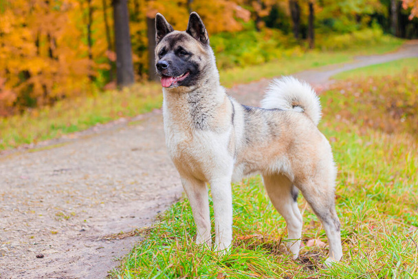 Akita raça cão em um passeio no parque de outono. Bonito cão fofo. Akita americana
. - Foto, Imagem