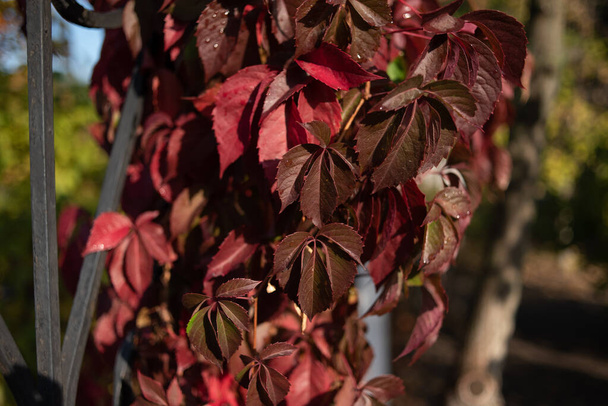 Κόκκινα φύλλα από άγρια σταφύλια. Πολύχρωμο φθινόπωρο, φωτεινό φόντο άγρια σταφύλια. - Φωτογραφία, εικόνα