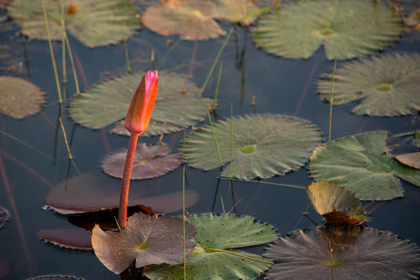 Lótusz virágbimbó vagy vízililiom a víz felszínén  - Fotó, kép