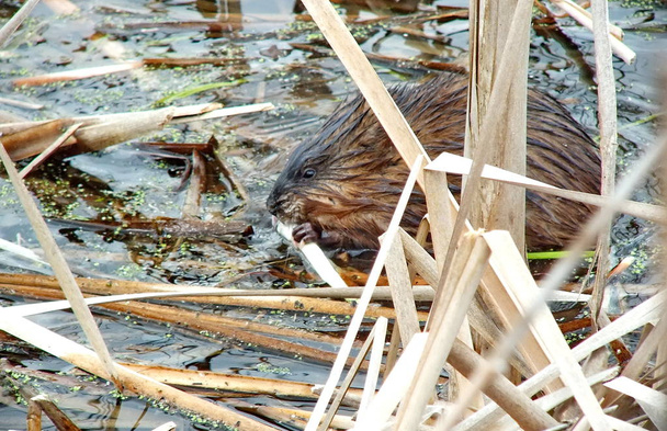 Muskrat in the spring - Photo, Image
