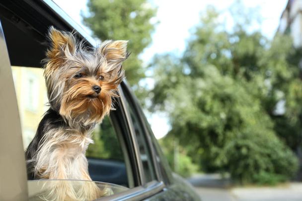 Adorable Yorkshire terrier looking out of car window, space for text. Cute dog - Fotó, kép