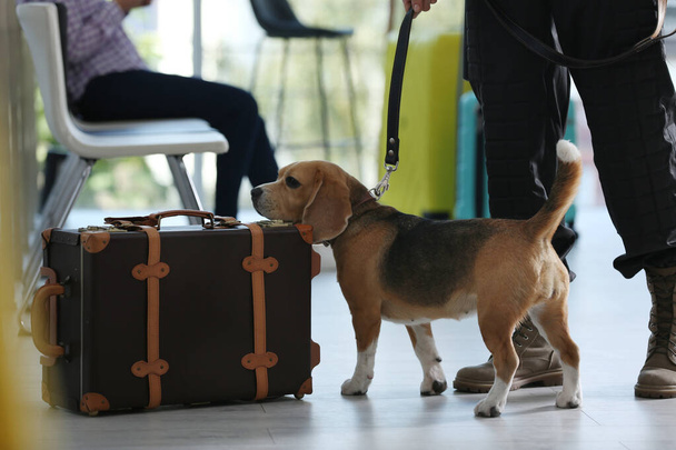 Officer with dog checking suitcase in airport, closeup. Luggage inspection - Fotoğraf, Görsel
