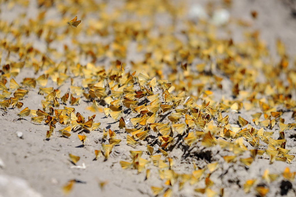 Petit hespérie Papillons boue-flaque
 - Photo, image