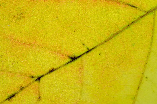Patrón de hojas. Textura tropical. Fondo de follaje abstracto. Nat.
 - Foto, Imagen