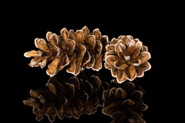 Brown forest pine cone isolated on black glass - Zdjęcie, obraz