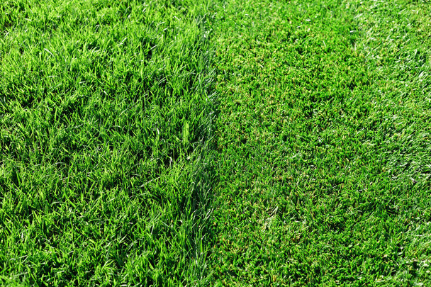 緑の新鮮な草。部分的に芝生の芝生をカット。スポーツ、ゴルフおよび長い切断されていない草のための完全に刈られた、トリミングされた庭の芝生やフィールドとの違い。芝生、カーペット、自然の緑のトリミングされた芝生のフィールド. - 写真・画像