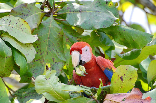 Dziki Szkarłatny Macaw w Kostaryce - Zdjęcie, obraz