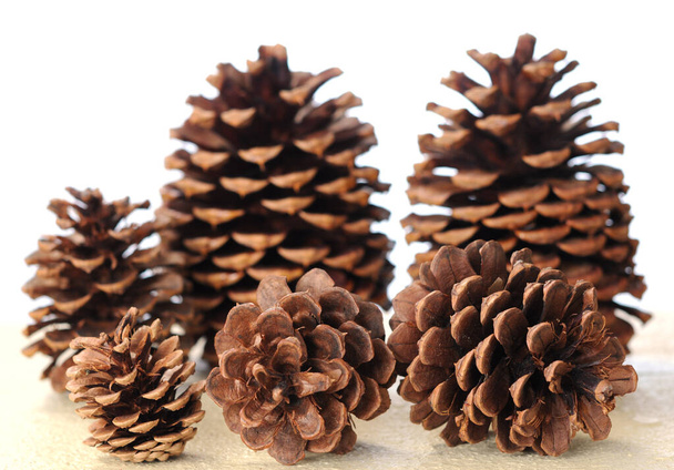 pine cones - Фото, изображение