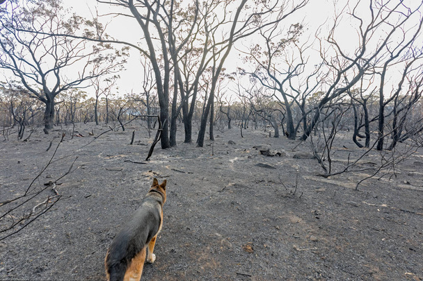 Aftermath Of A Bush Fire at Barden Ridge - Photo, Image