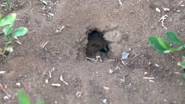Hormiga de visón en el suelo. Las hormigas construyeron una casa en el suelo - Metraje, vídeo