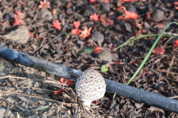 mushroom and beautiful backgrouund  - Photo, Image