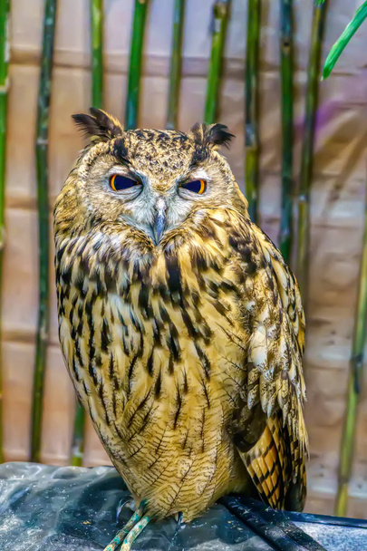 The owl - Photo, Image