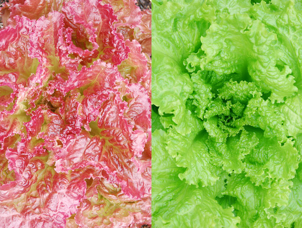 Красный и зеленый салат
 - Фото, изображение