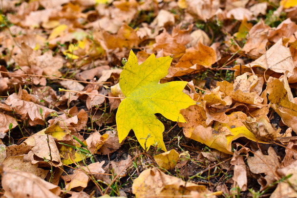 Žlutý javorový list na pozadí starých hnědých listů. - Fotografie, Obrázek