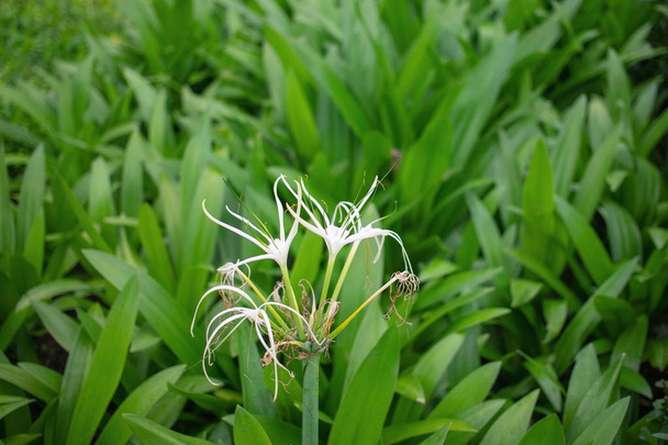 White crinum flower on green field - Photo, Image