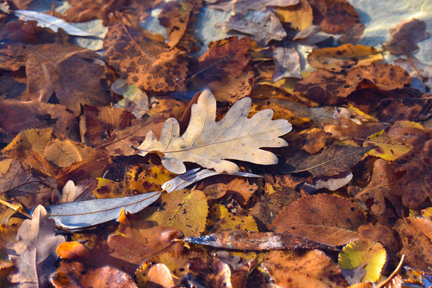 Göl suyunda kahverengi bir meşe yaprağı. Sonbahar konsepti. - Fotoğraf, Görsel