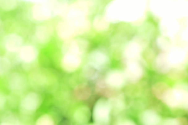 Açık yeşil bokeh ışığı doğadan yeşil yapraklar güneşli bir günde - Fotoğraf, Görsel