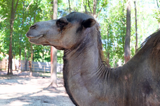Head of a camel close-up. Camel in the aviary of the park on a background of green trees. Protection and care for animals. - Photo, Image