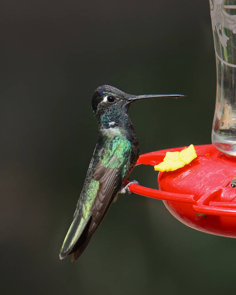 Pássaro Hummingbird de Rivoli (Magnificent Hummingbird) (macho) em um alimentador de beija-flor tradicional (eugenes fulgens
) - Foto, Imagem