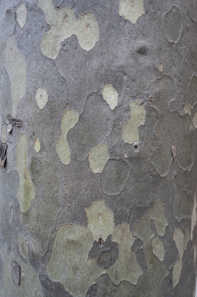 Camouflage boom schors markering patroon achtergrond - Foto, afbeelding