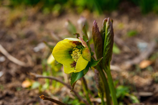Fiore di elleboro verde su aiuola in giardino - Foto, immagini