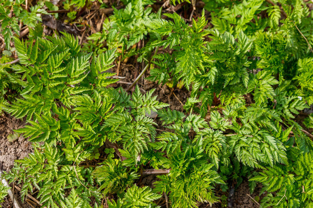 Vihreä hemlock täplikäs kasvit (Conium Maculatum
) - Valokuva, kuva