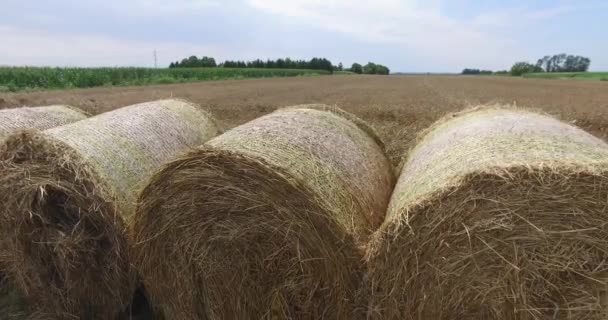 Szalmatekercsek a gabonamező melletti mezőn. - Felvétel, videó