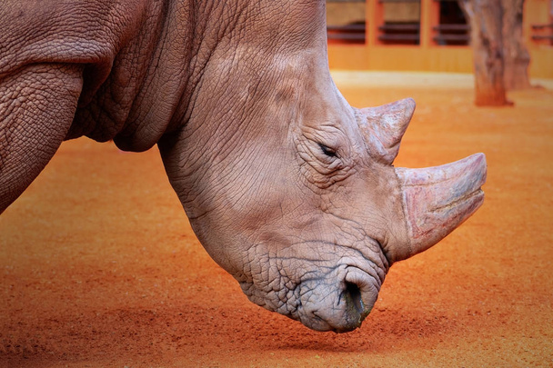 Портрет быка белого носорога, пасущегося в Национальном парке Этоша, Намибия. Дикие африканские животные. Крупный план носорога - Фото, изображение