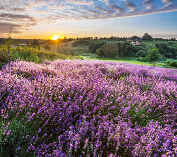 Bunt blühende Lavendel- oder Lavendelfelder im Morgenlicht - Foto, Bild