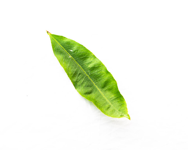 Nahaufnahme von oben einzelne ochna integerrima hoa mai leaf isoliert auf weiß - Foto, Bild