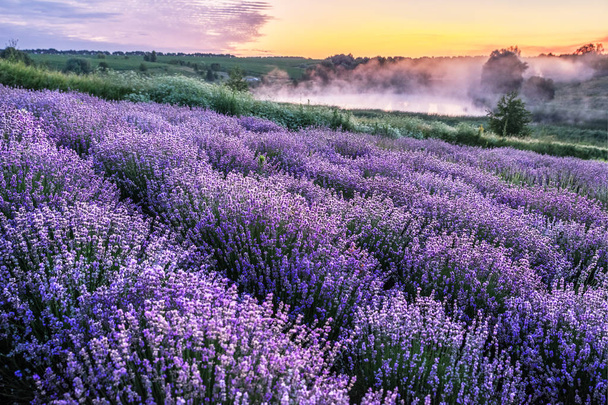 Kleurrijke bloeiende lavandula of lavendelveld bij dageraad licht - Foto, afbeelding