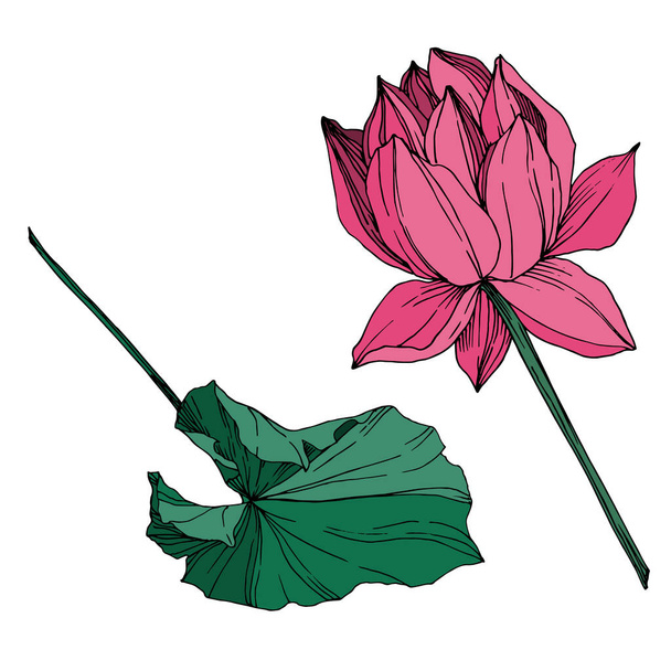 Vector Lotus Floral botanische bloem. Zwart-wit gegraveerd Ink Art. Geïsoleerd Lotus illustratie-element. - Vector, afbeelding