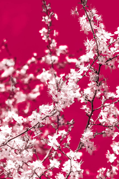 マルーンの背景に花の抽象芸術、ヴィンテージ桜の花 - 写真・画像