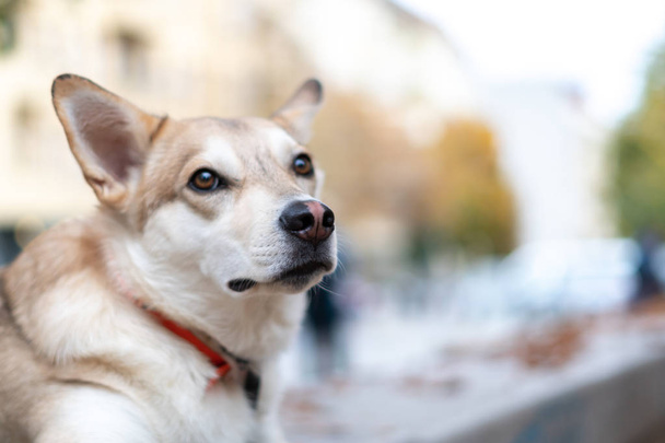 race de chien Husky de Sibérie - Photo, image