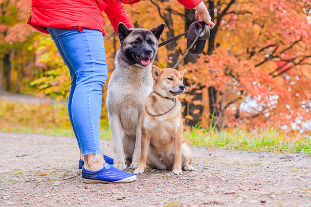 Akita i Shiba na spacer po parku. Dwa psy na spacer. Park Jesienny. - Zdjęcie, obraz