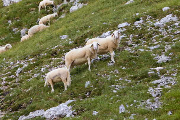 Grupa owiec w wysokich górach. - Zdjęcie, obraz