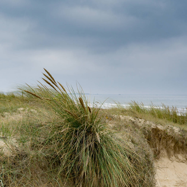 sand dunes and grasses with the ocean behind - Foto, Imagem