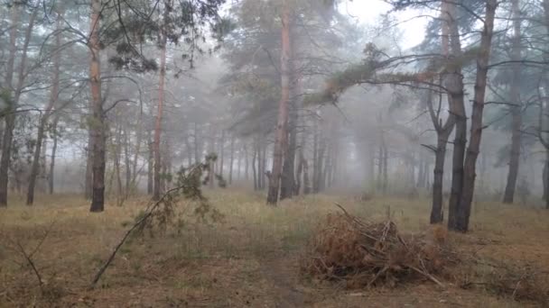 fog in the forest. gray scary forest. - Felvétel, videó