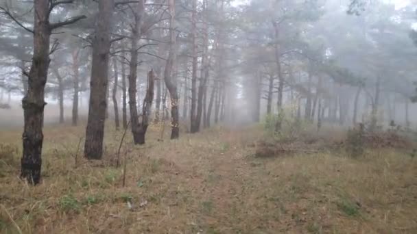 fog in the forest. gray scary forest. - Πλάνα, βίντεο