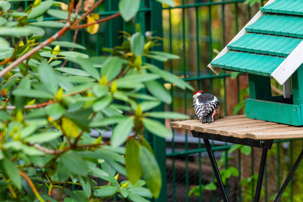 Дроворуб збирає їжу з пташиного будинку і сидить на столі
 - Фото, зображення