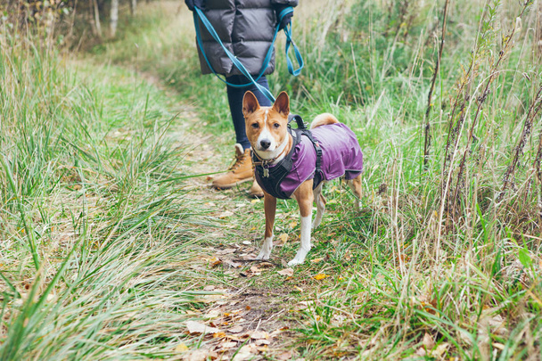 Vrouw is wandelen in een herfst bos met vrolijke en vriendelijke Basenji hond verkleed in warme kleren. Dog kijkt direct naar de camera.. - Foto, afbeelding