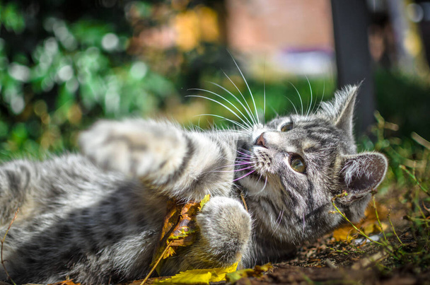 Harmaa tabby kissanpentu on hauska pelata ja puree syksyn lehtiä
 - Valokuva, kuva