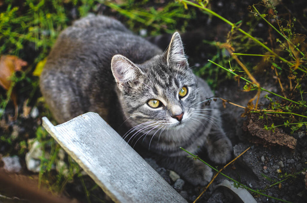 Gris tabby gatito se encuentra en raros matorrales verdes, foto de arriba en el pueblo
 - Foto, Imagen