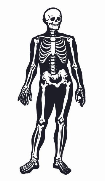 Un esqueleto humano. Dibujo esquemático vectorial
 - Vector, imagen