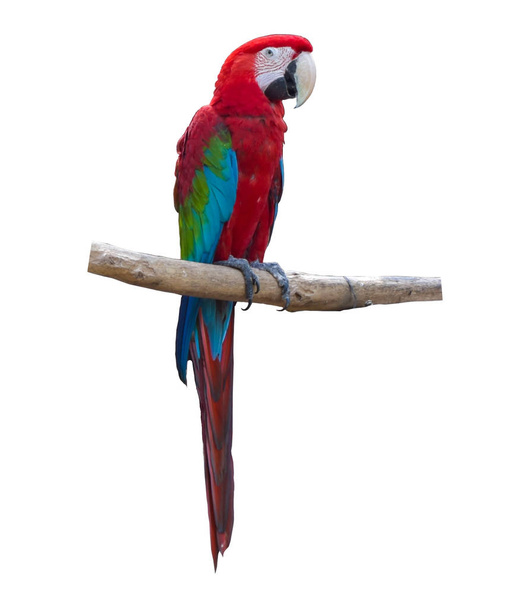 Μπλε και κόκκινοι παπαγάλοι μακάο σε κλαδί απομονωμένο σε λευκό φόντο - Φωτογραφία, εικόνα