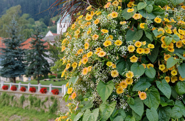 Bush of Yellow Petunias v Lasku - Fotografie, Obrázek