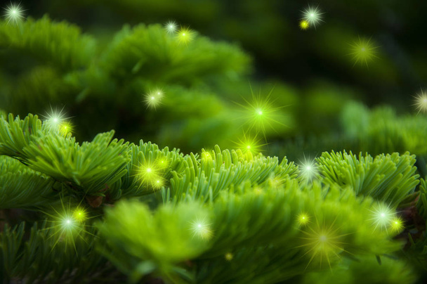 Noel tebrik kartı arkaplanı, parlak yıldız patlamalı selvi ağacı - Fotoğraf, Görsel