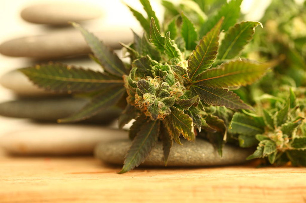 Медицинская марихуана конопля CBD масло - Фото, изображение