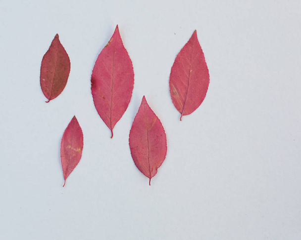 pink autumn leaves on a white background - Foto, afbeelding